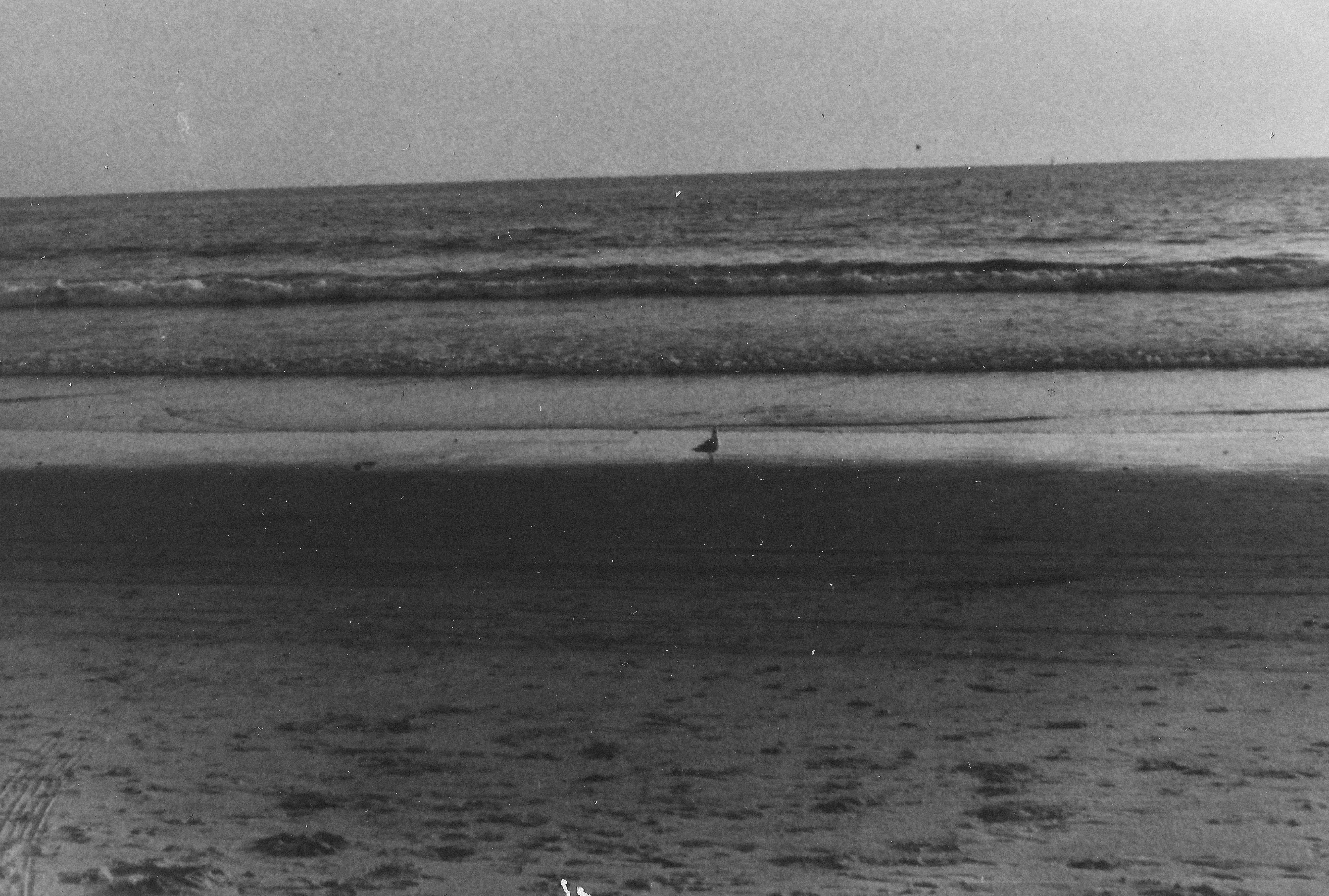 Bird on beach