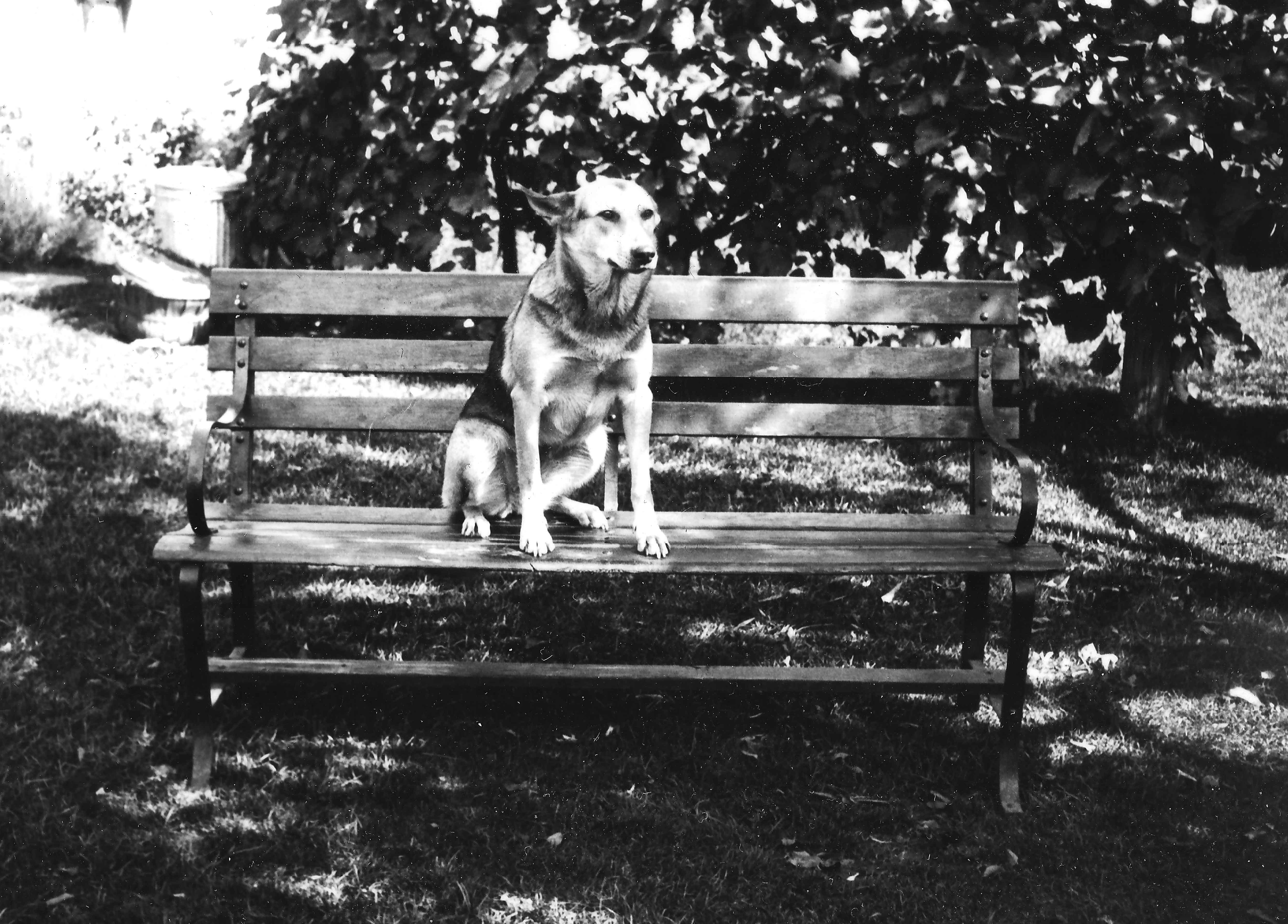 Dog on bench