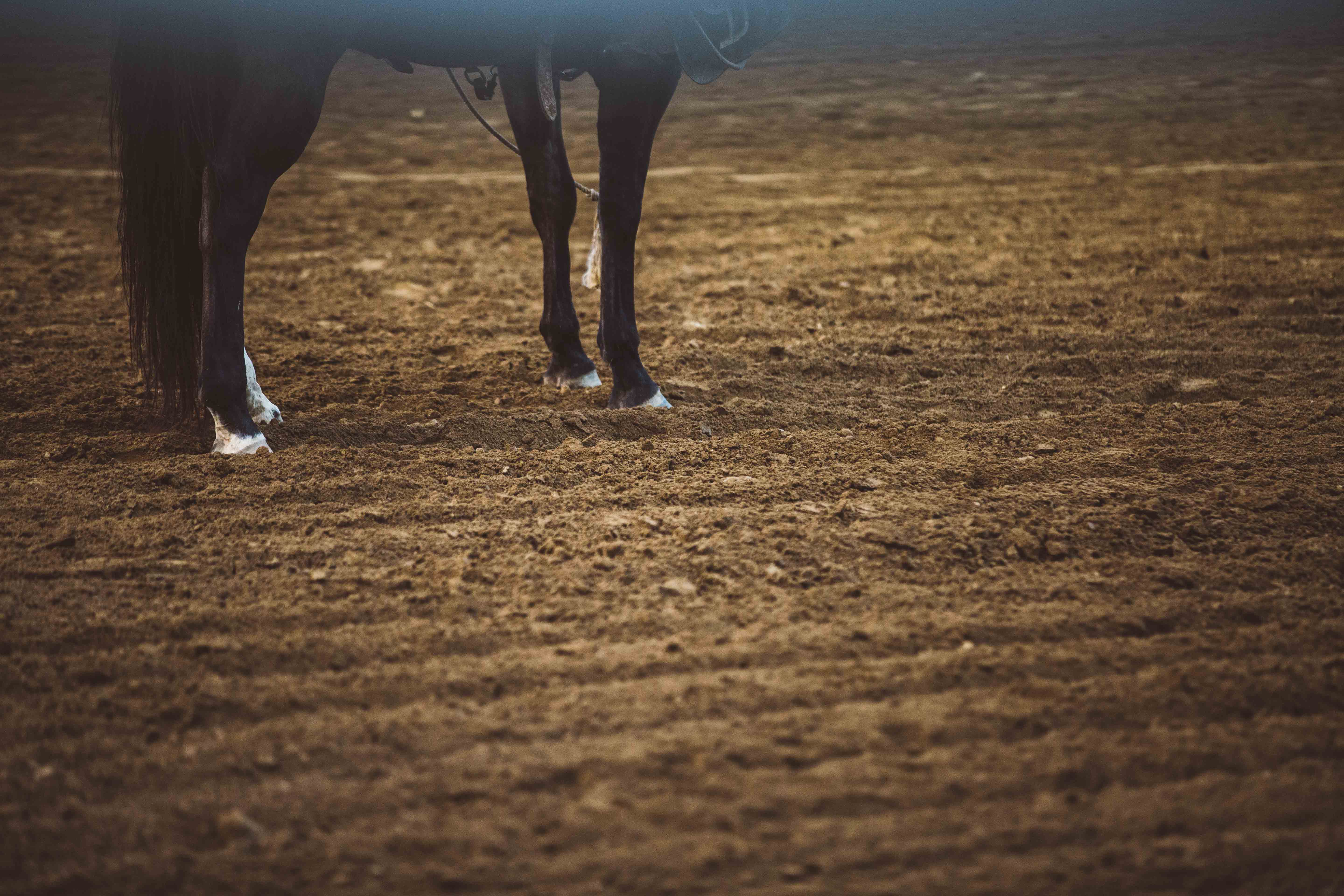 Horse legs