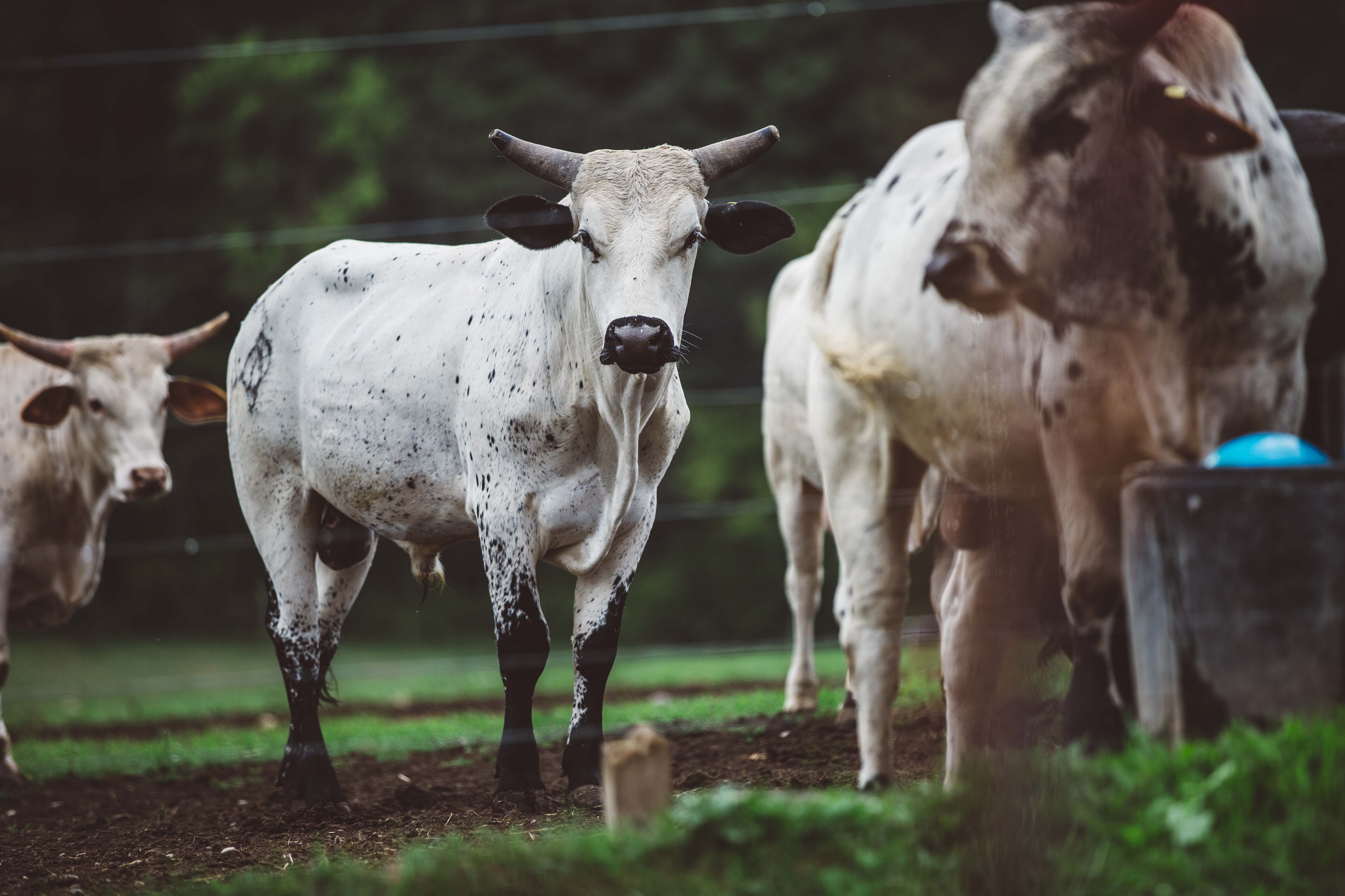 Bulls look on