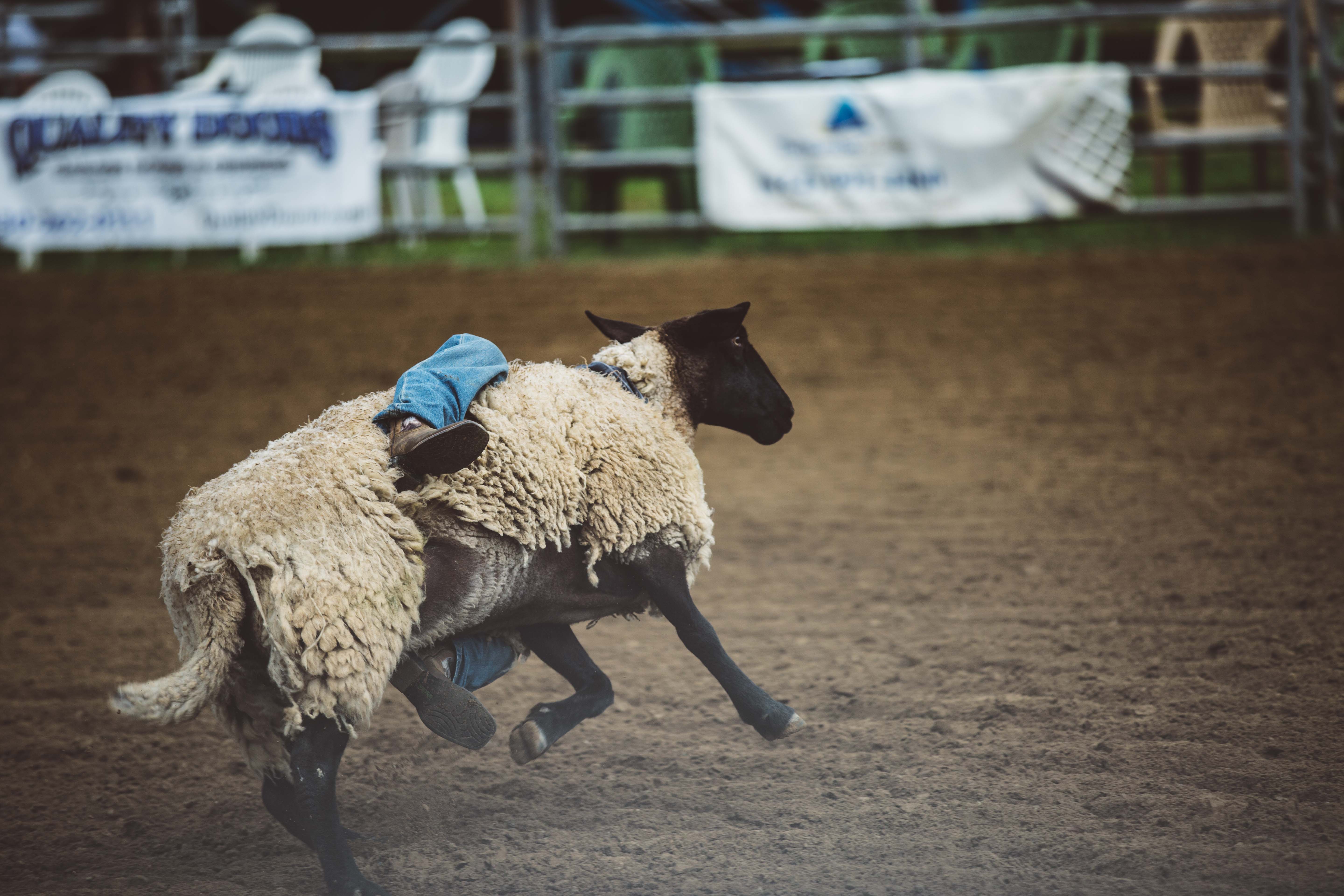 Falling off sheep