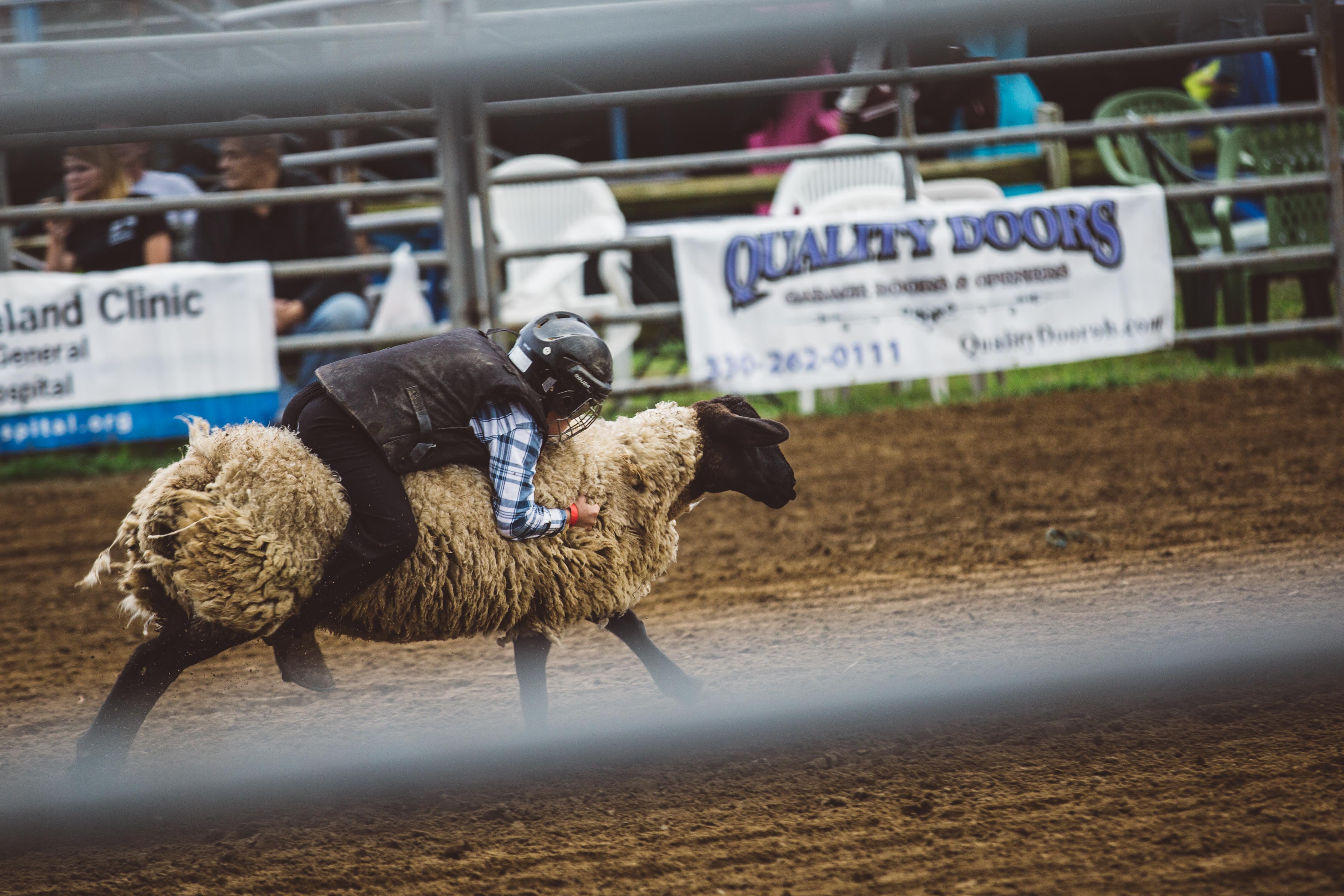 Riding a sheep