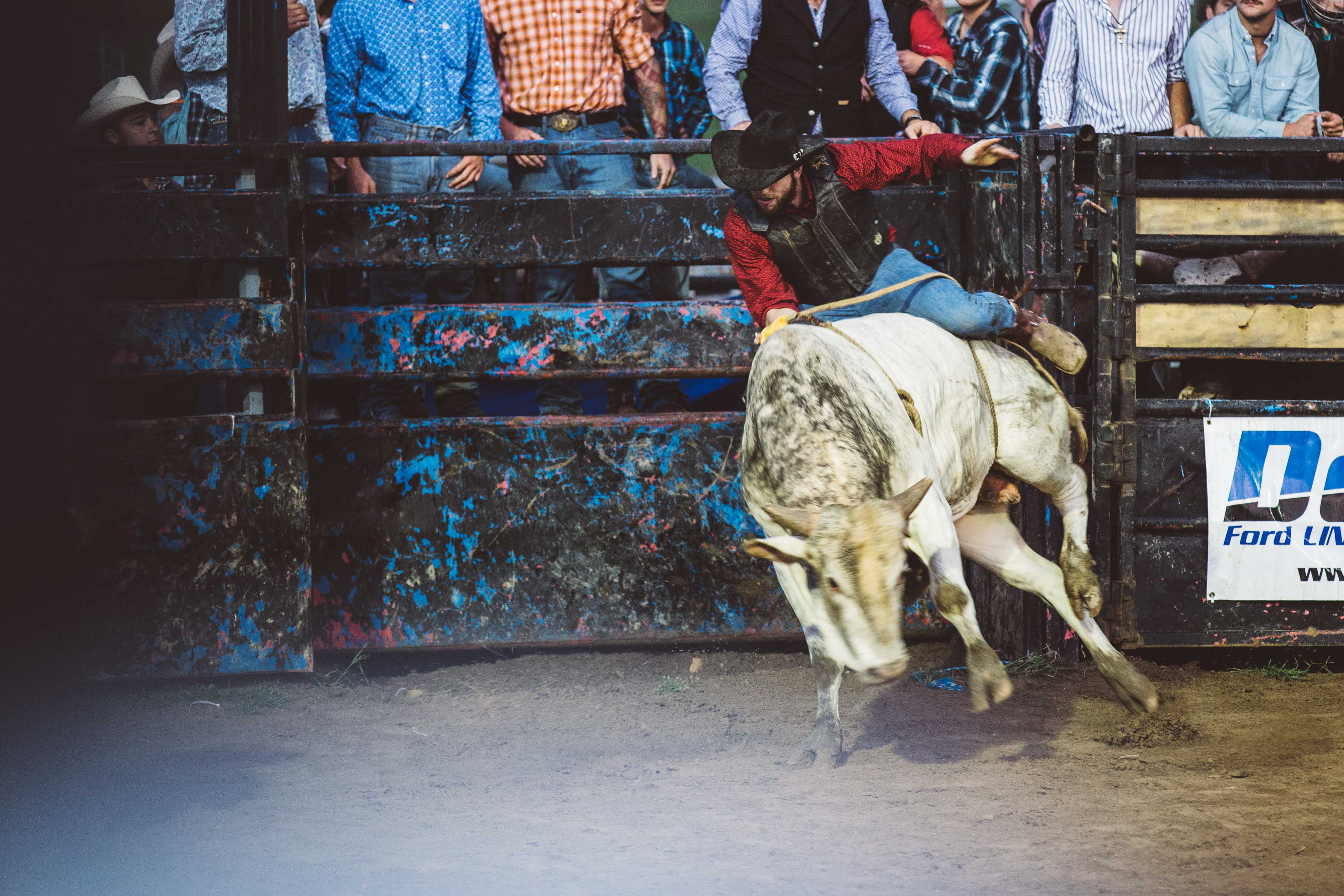Man rides bull