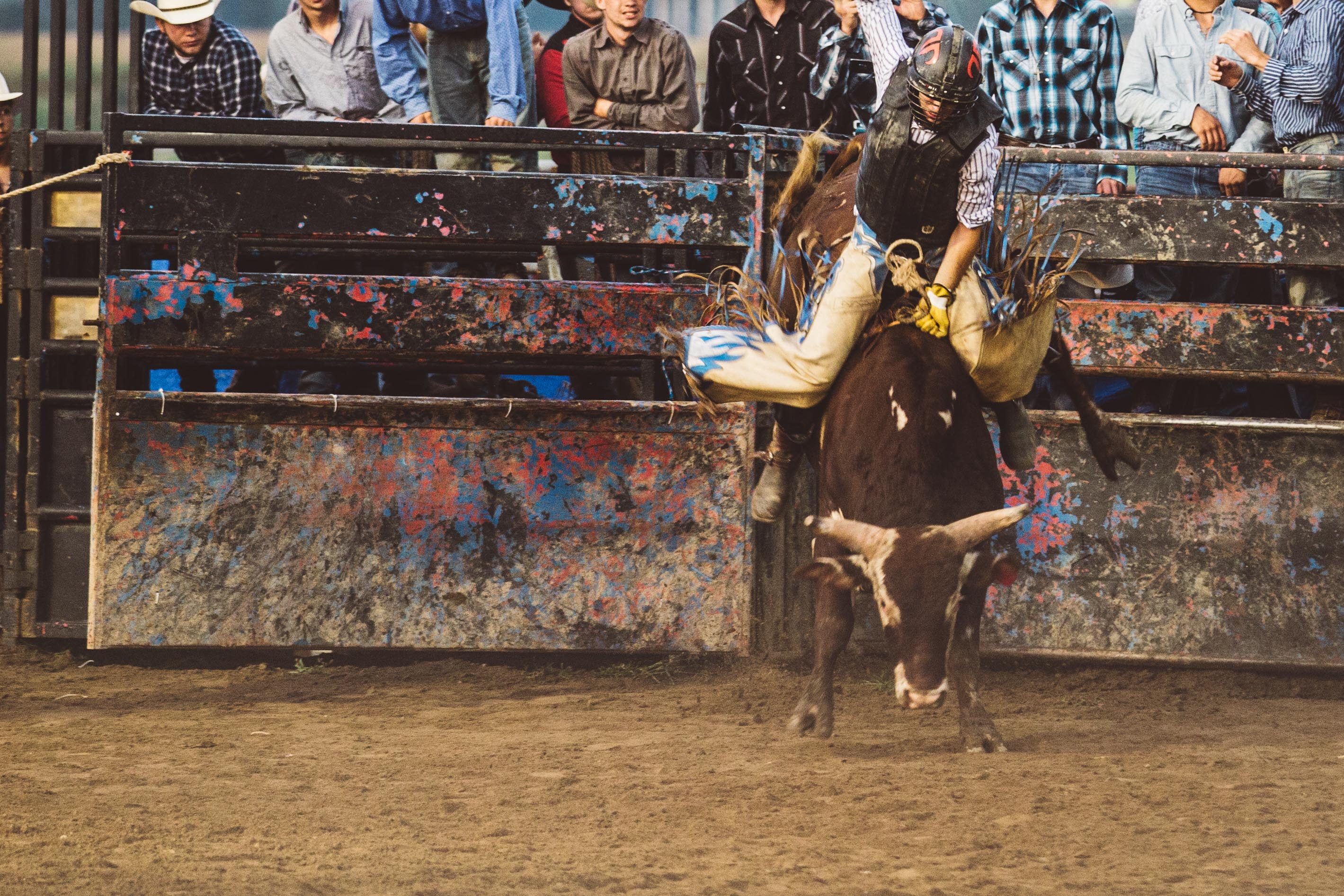 Man riding a bull