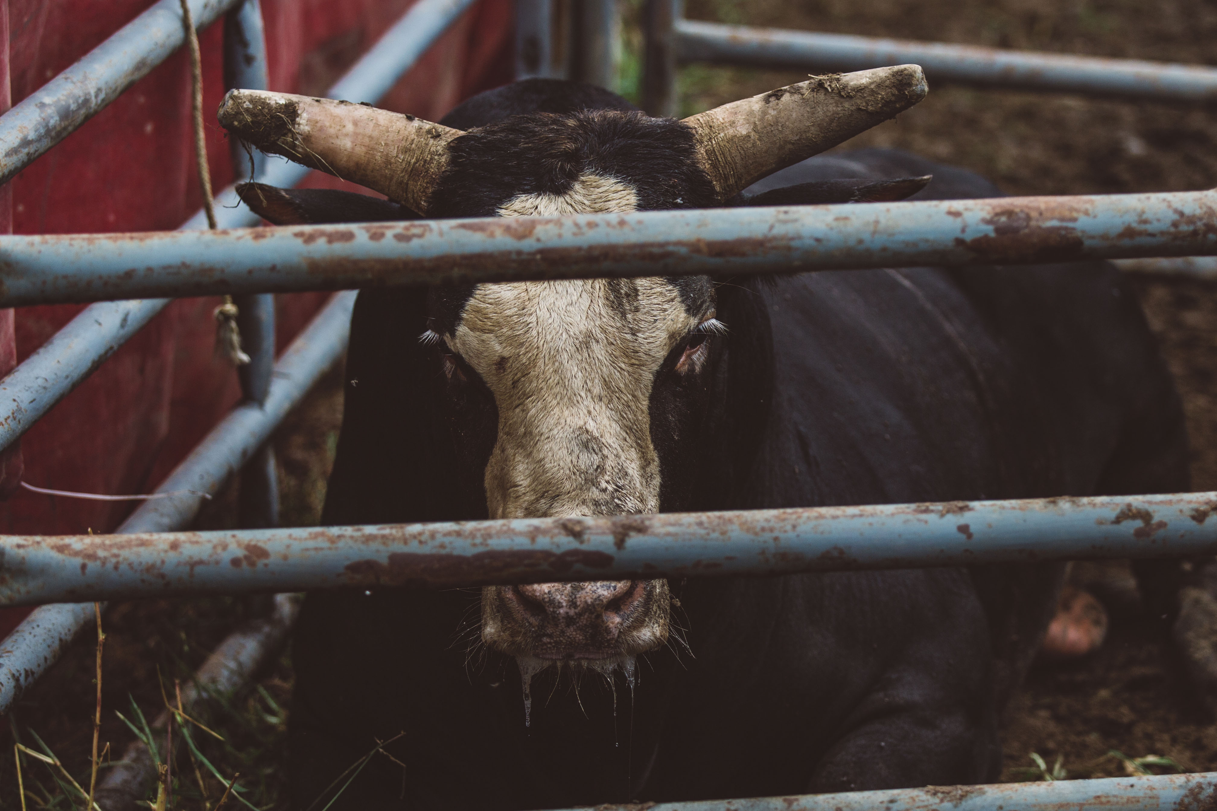Bull looks through fence