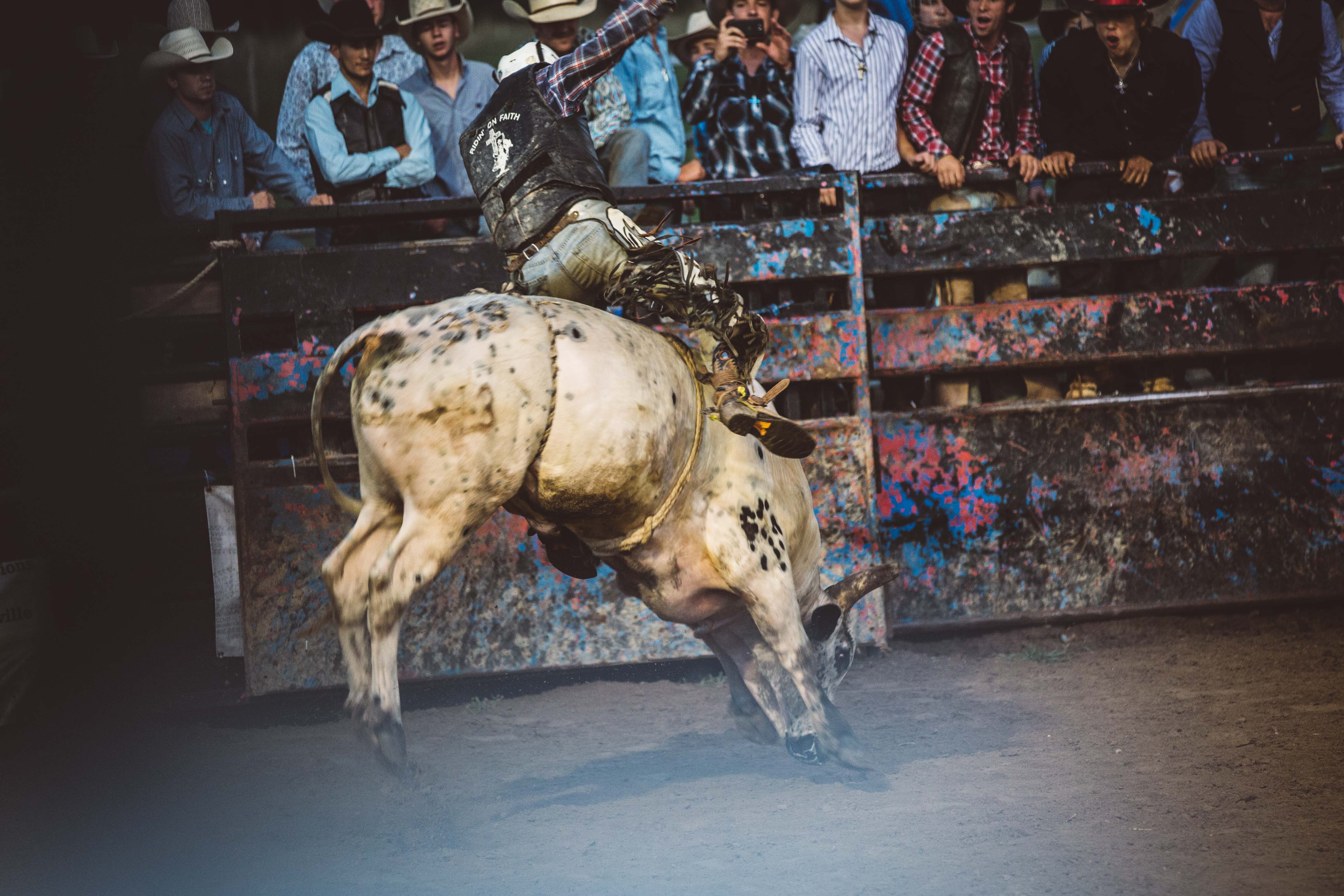 Man riding wild bull 2