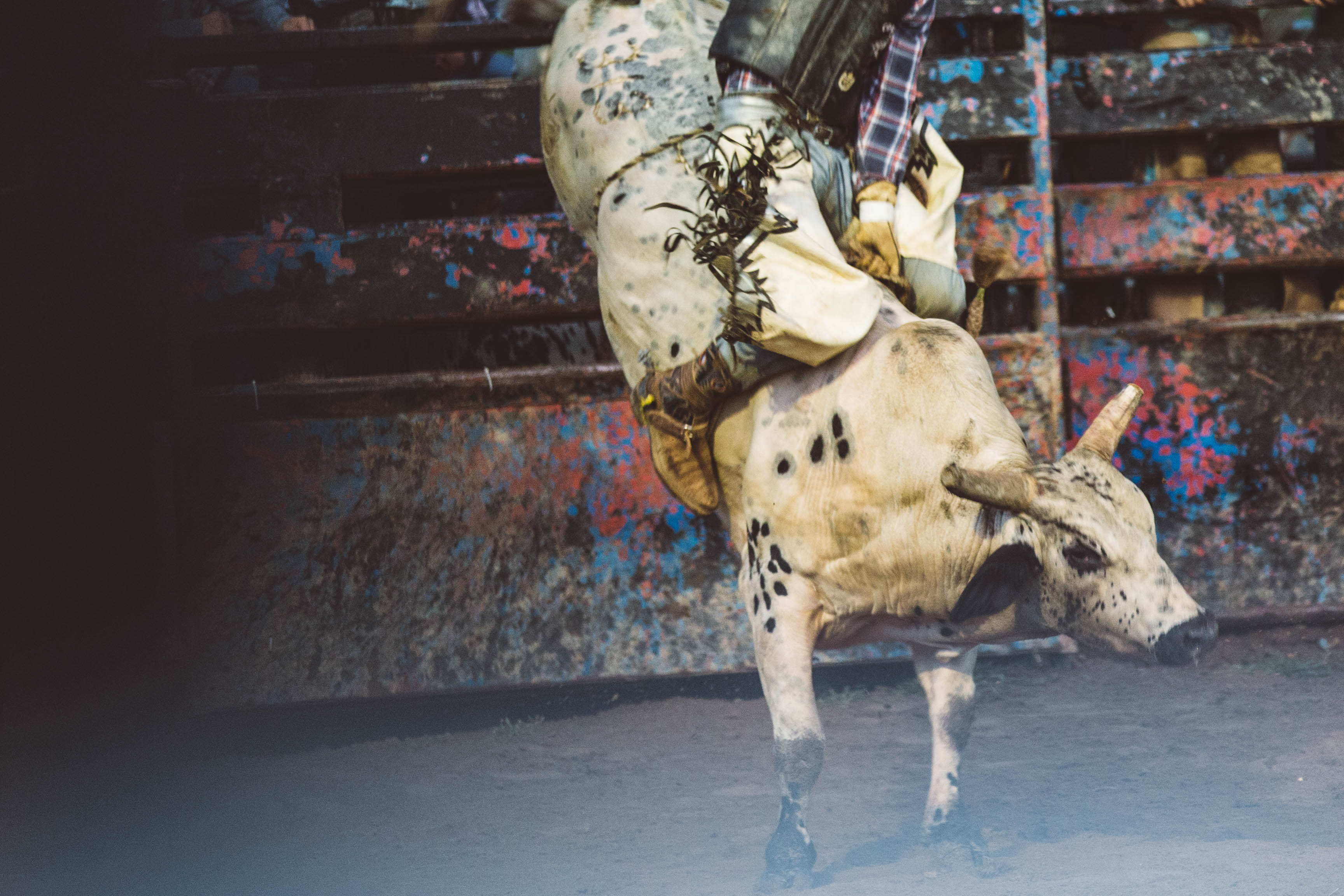 Man riding wild bull