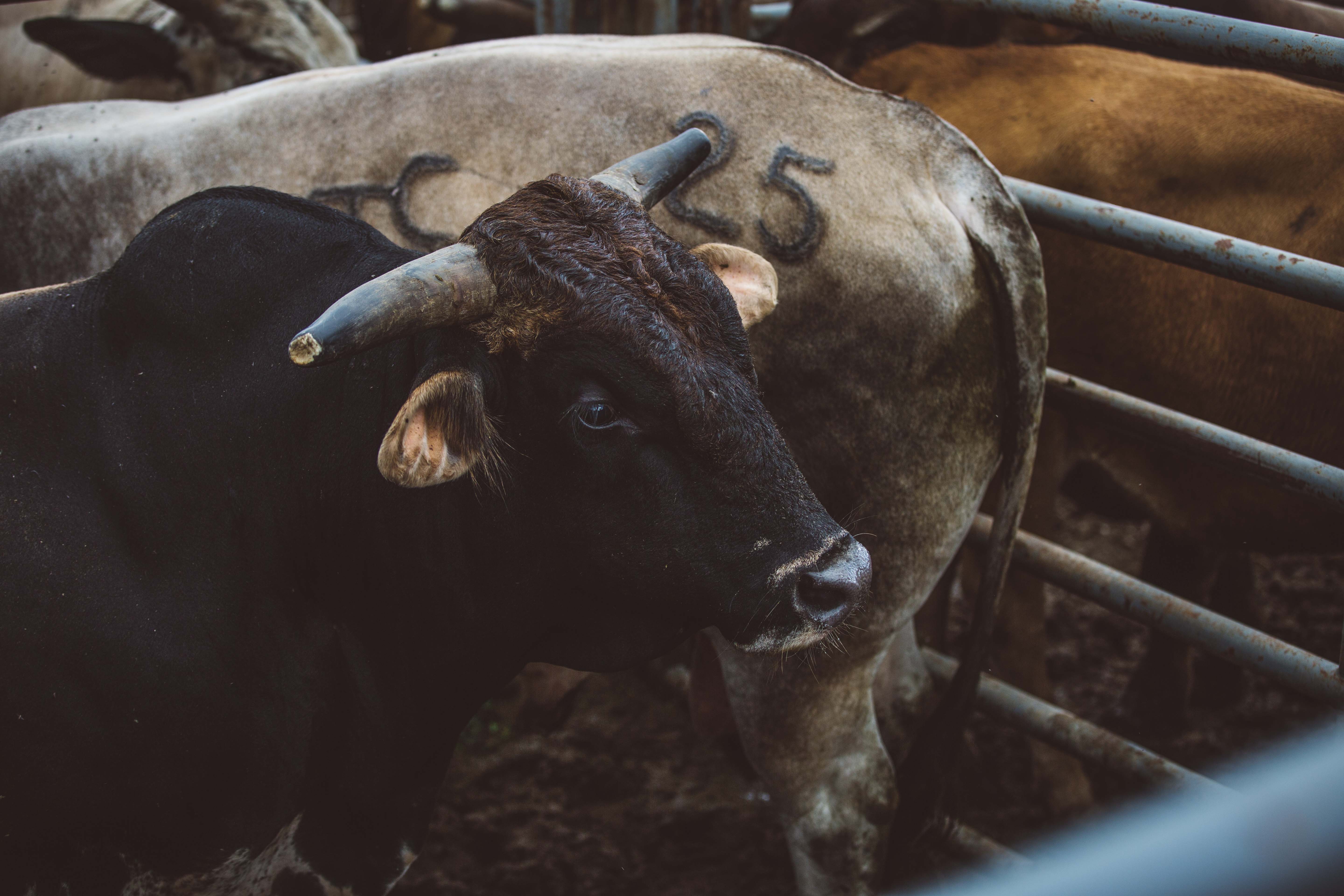 Bulls in cage