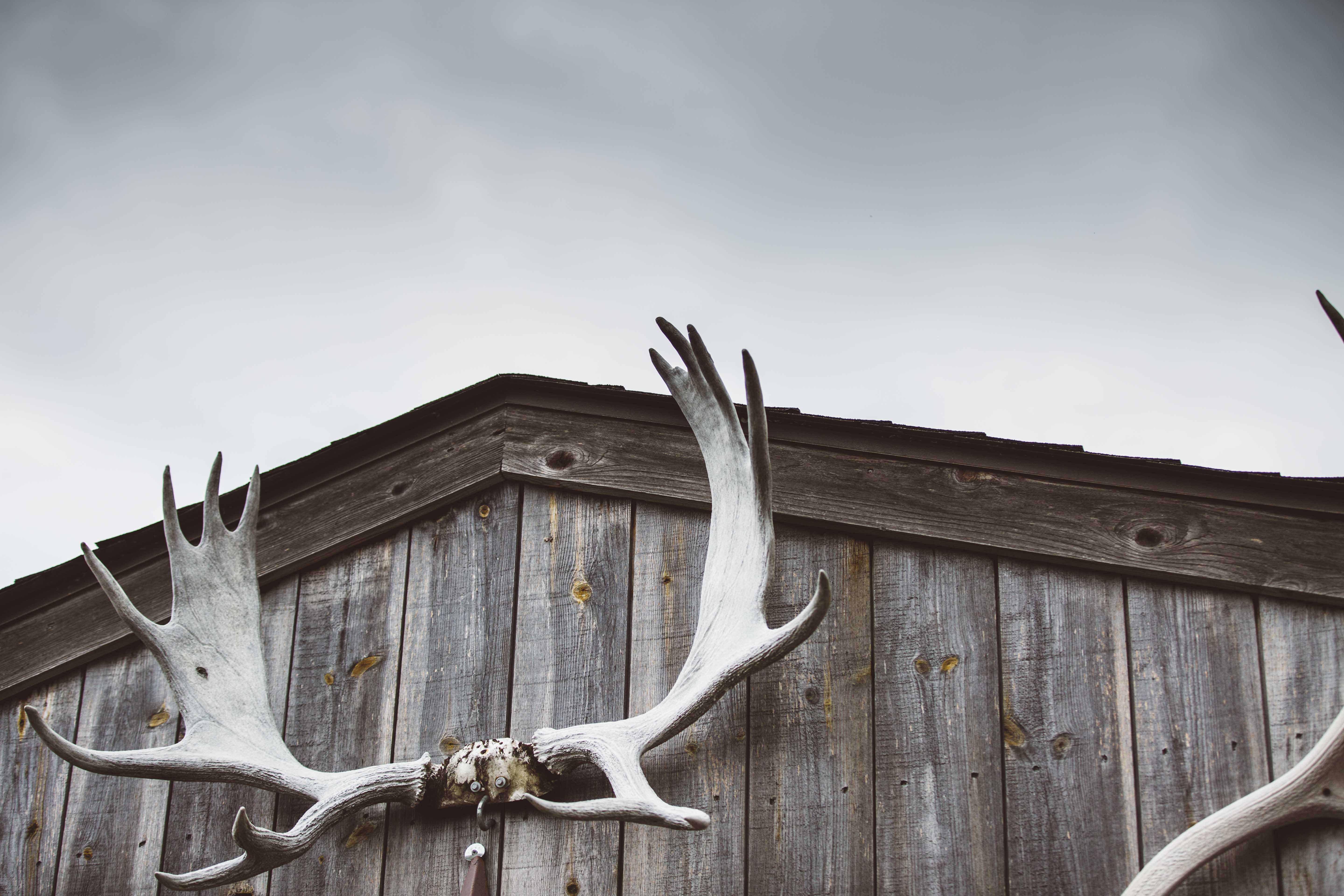 Antlers on building