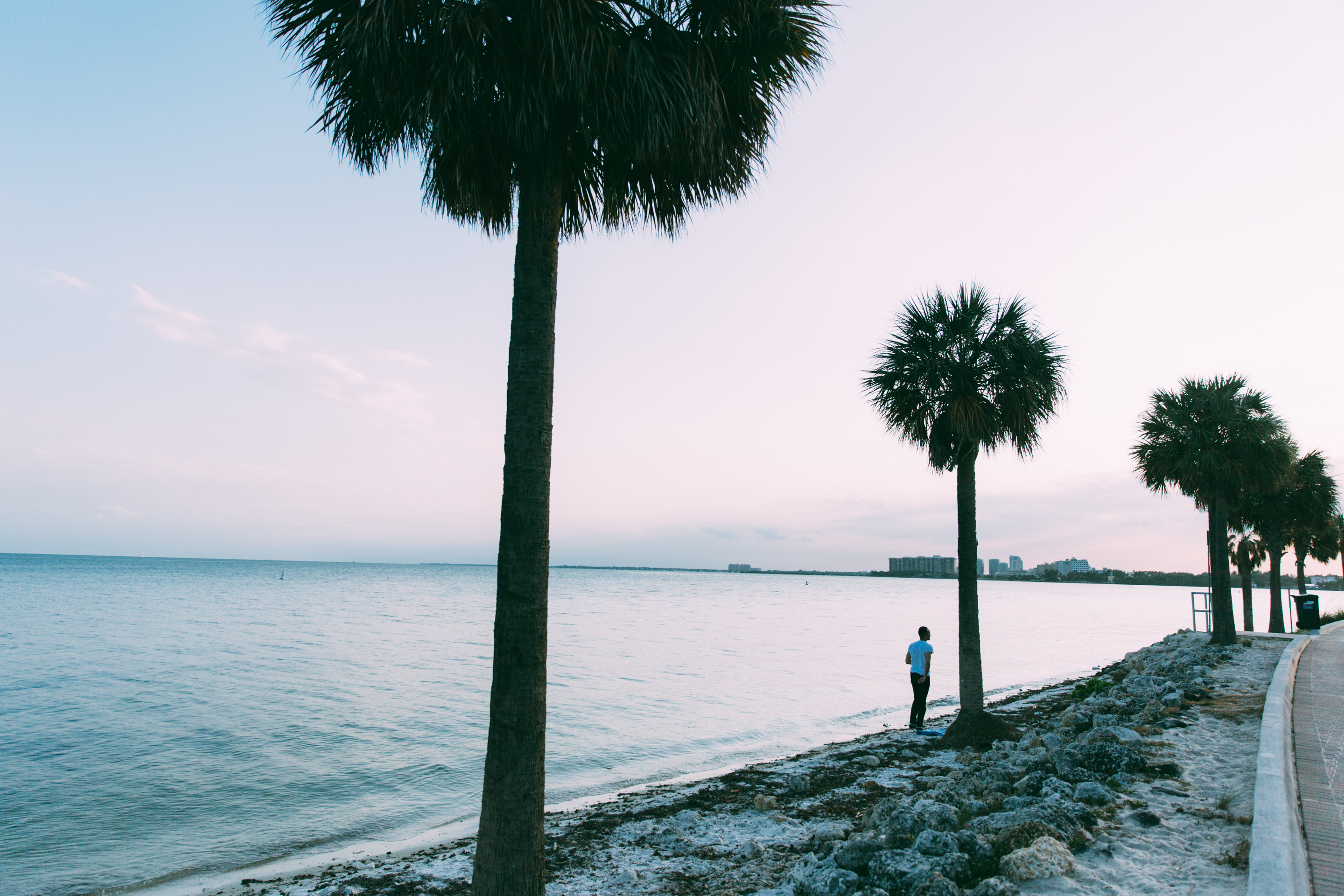 Palm tree shoreline