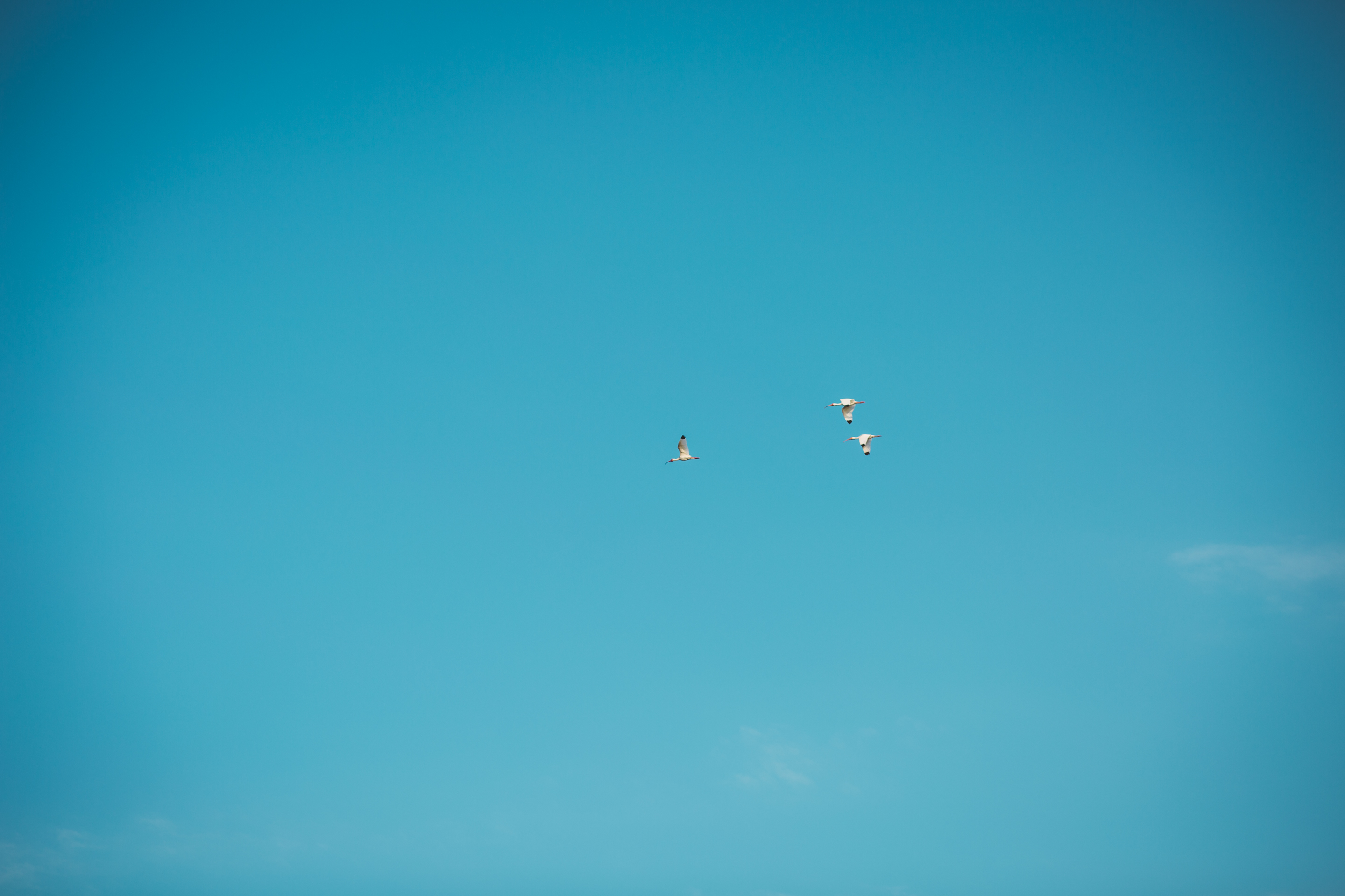 Three birds