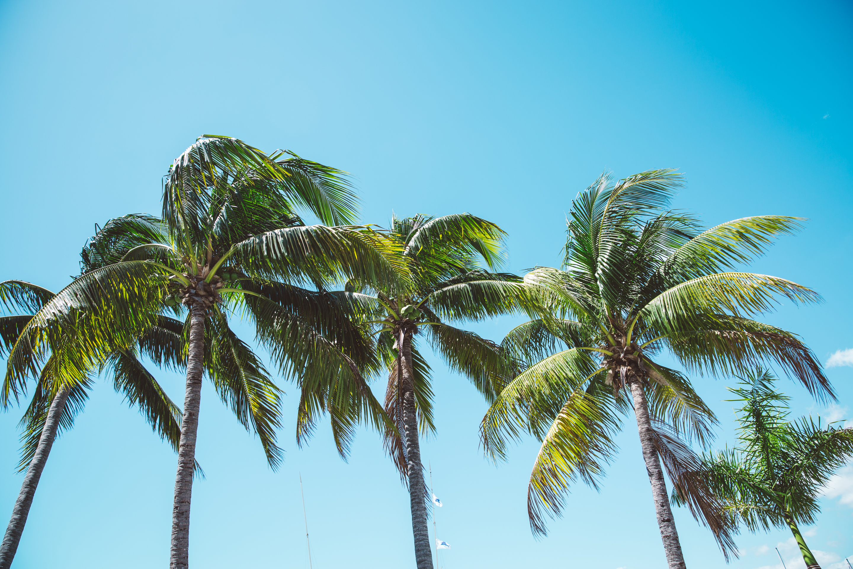 Five palm trees