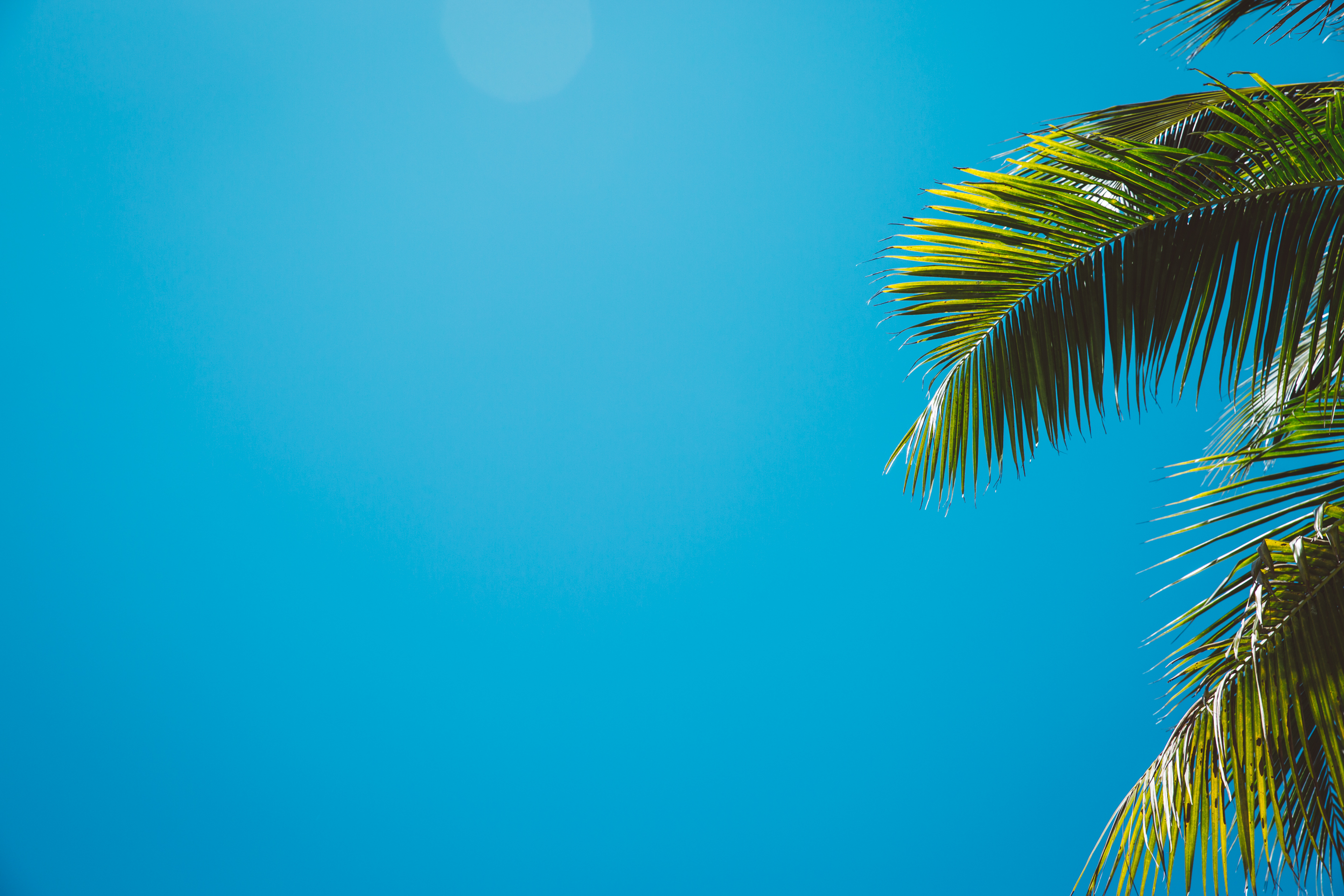 Palm branches