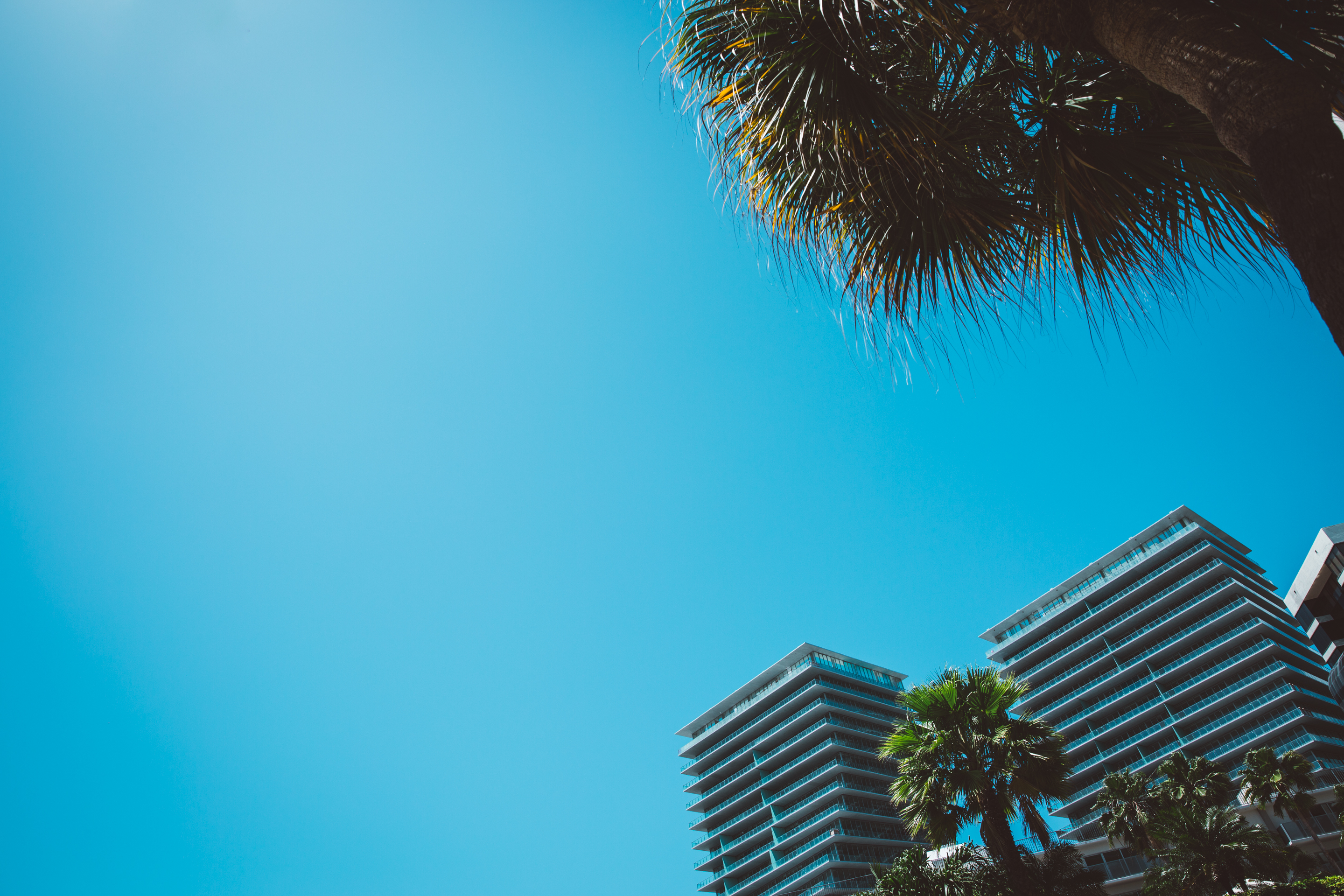 City and Palms