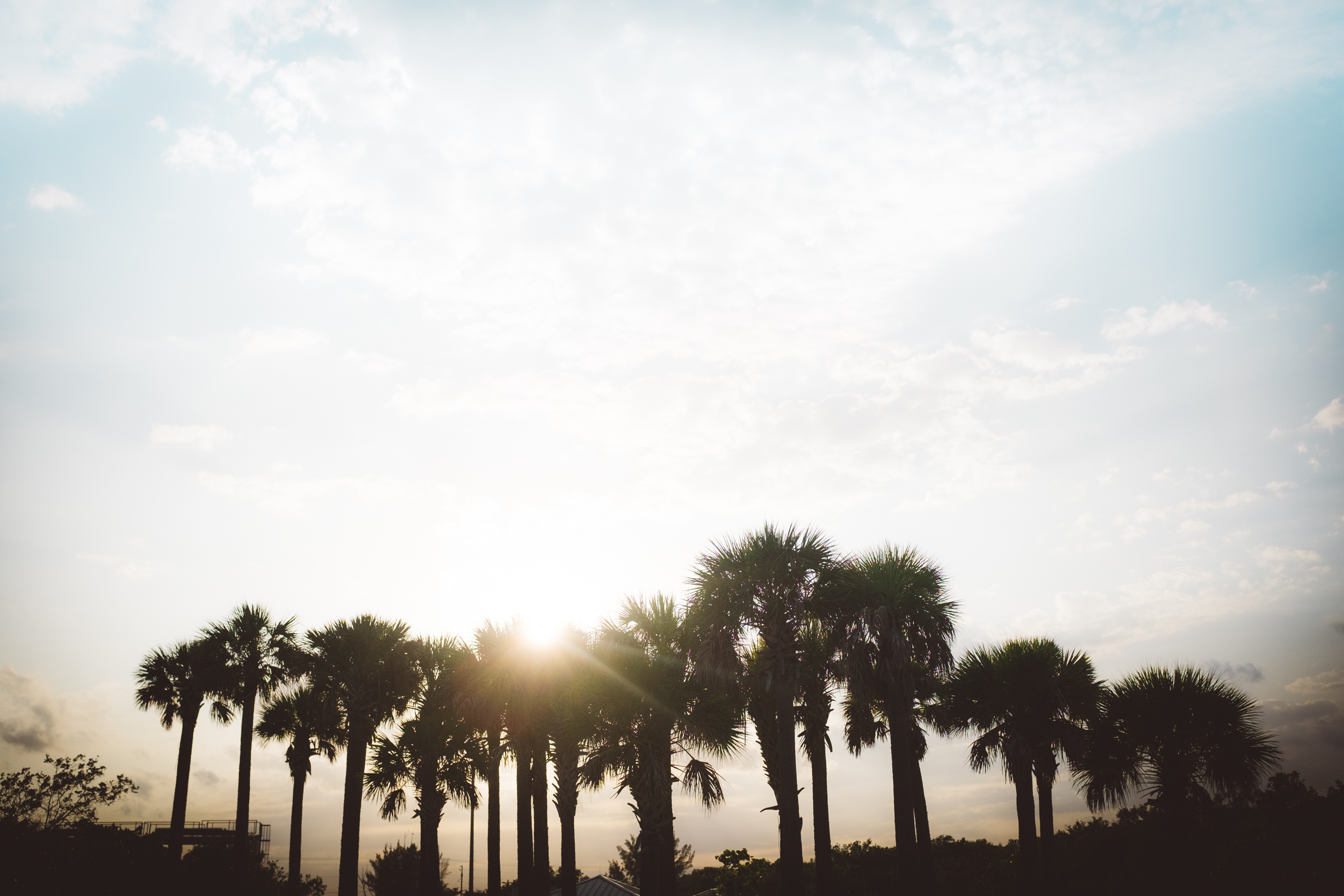 Through the palm trees