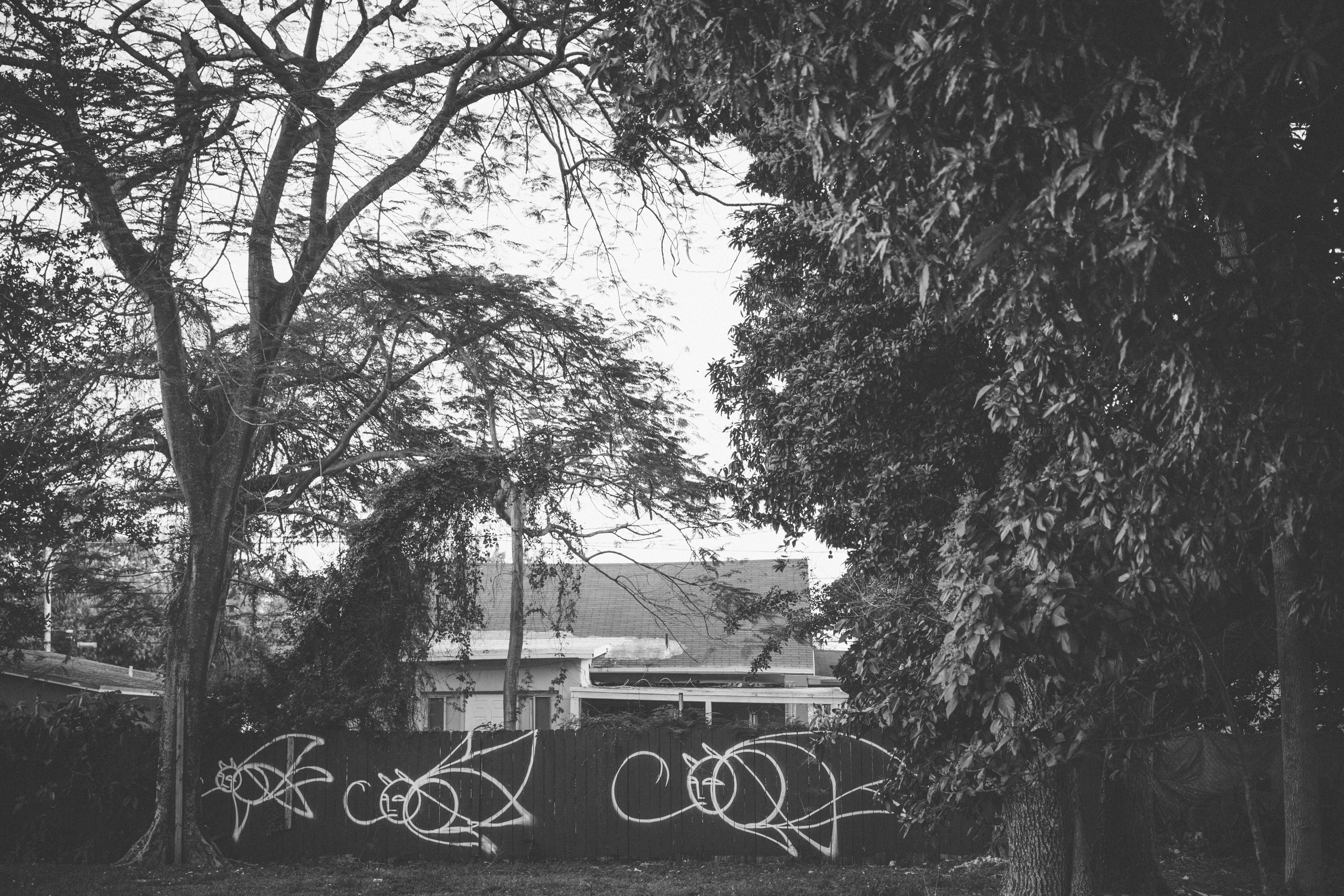Behind the fence