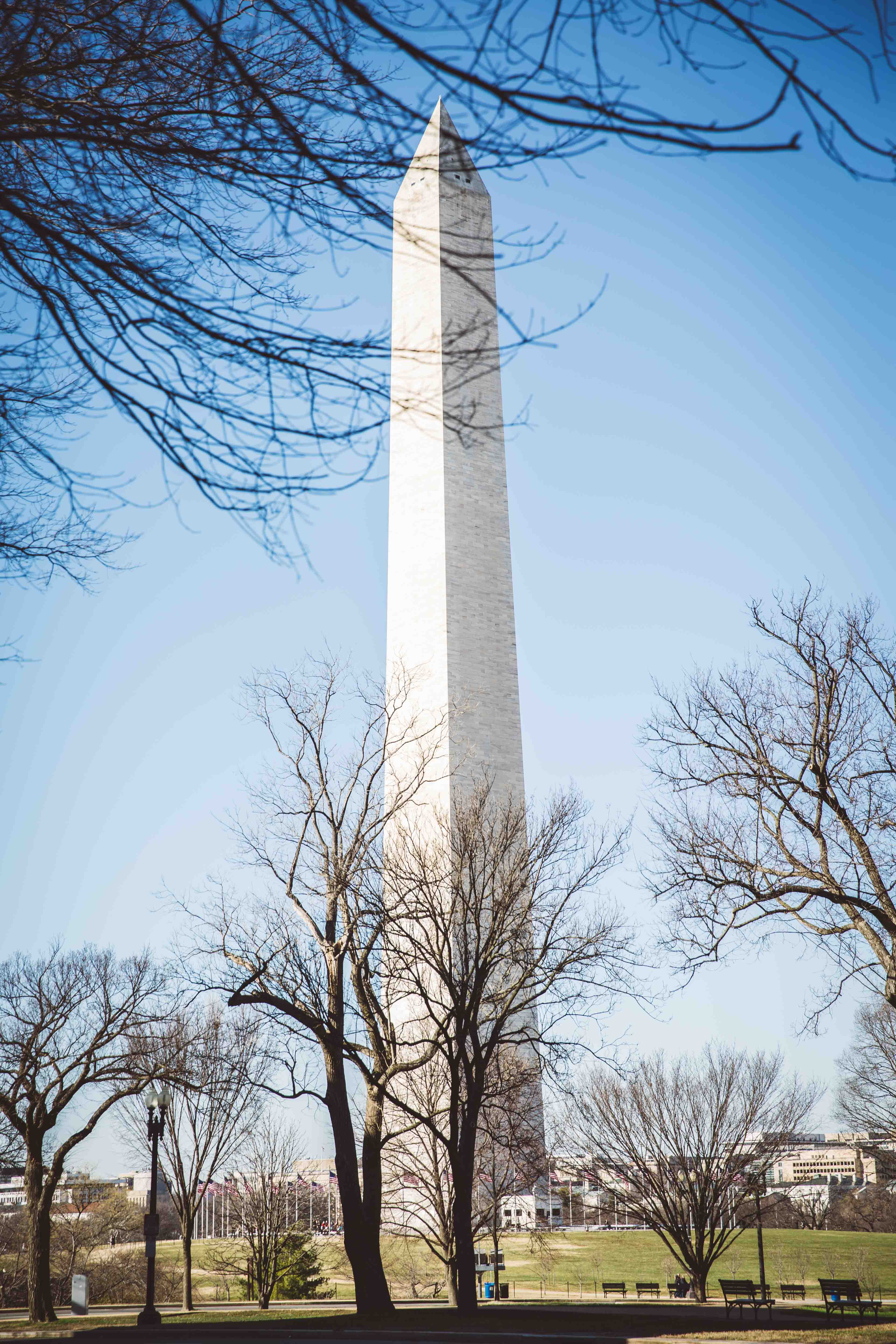 Washington monument through trees