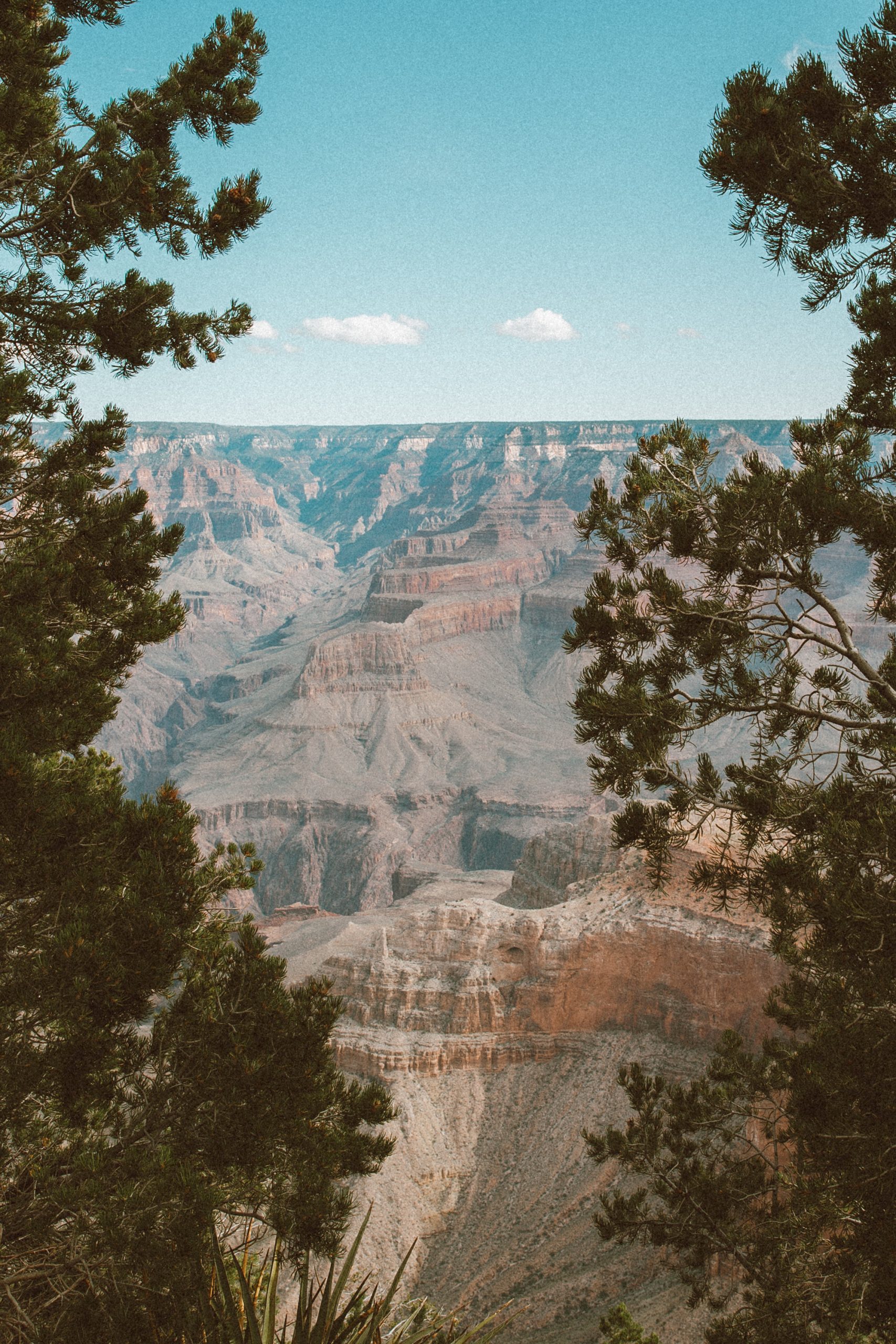 Mountains through trees