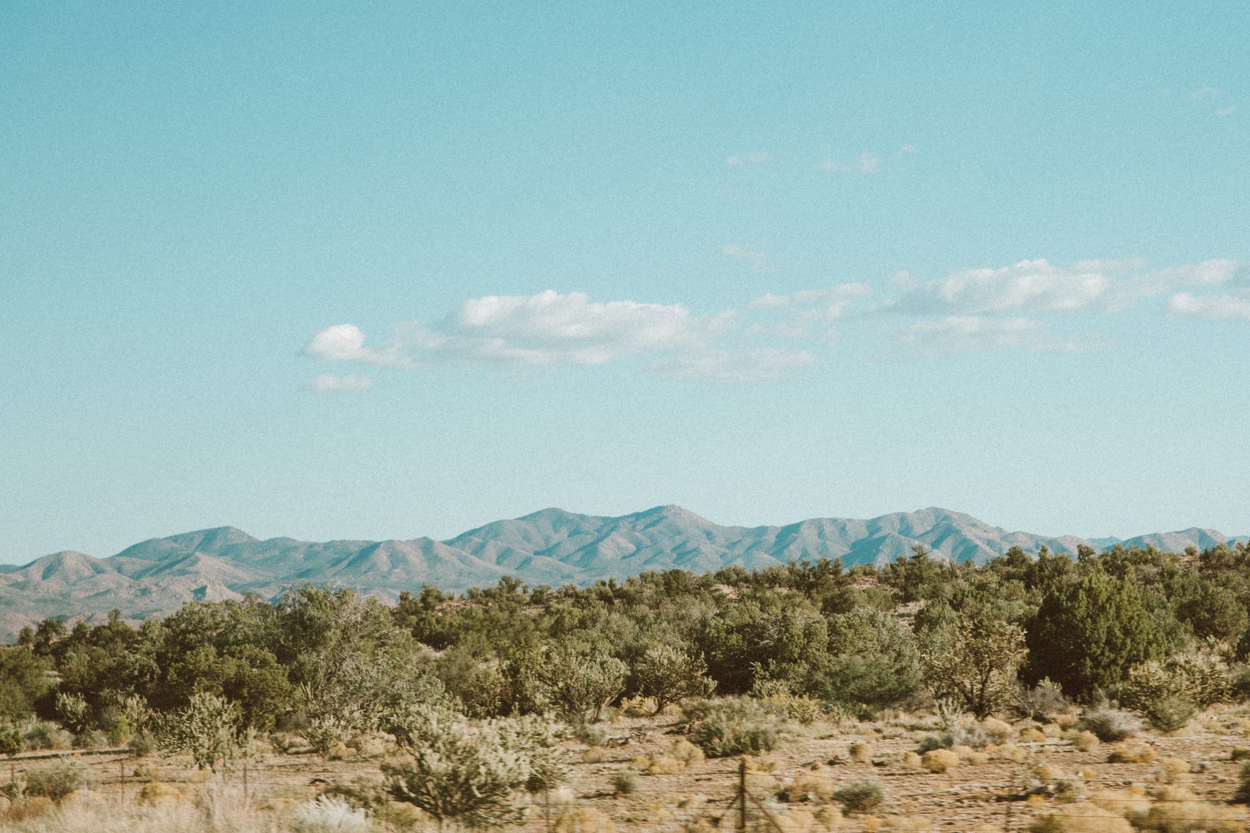 Trees in desert